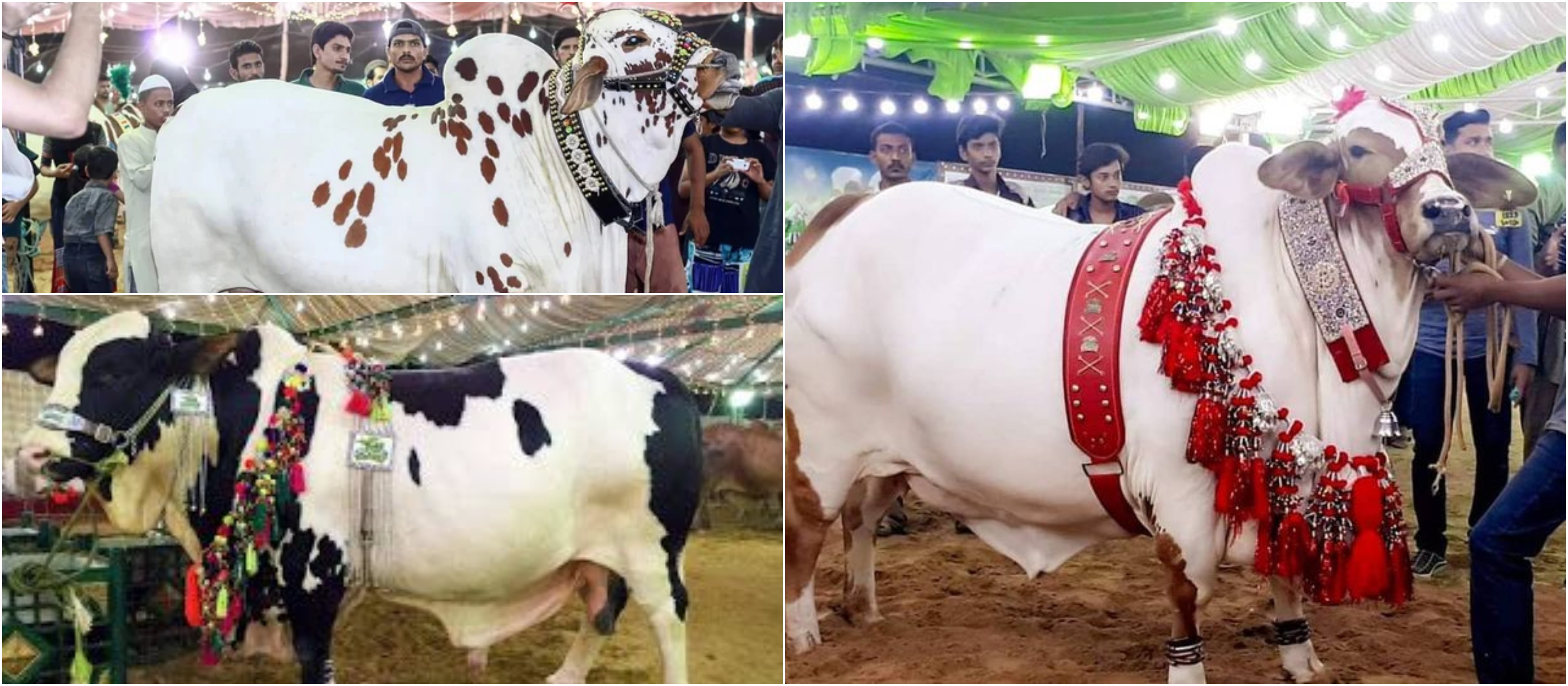 مویشی منڈیوں میں ’جے ایف-17 تھنڈر، میراج اور ایف-16‘ کی دھوم—قربانی کے جانوروں کو دیے گئے منفرد نام خریداروں کی